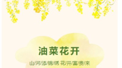 油菜花遍地富贵来
